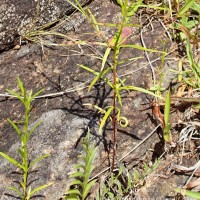 Oldenlandia herbacea (L.) Roxb.